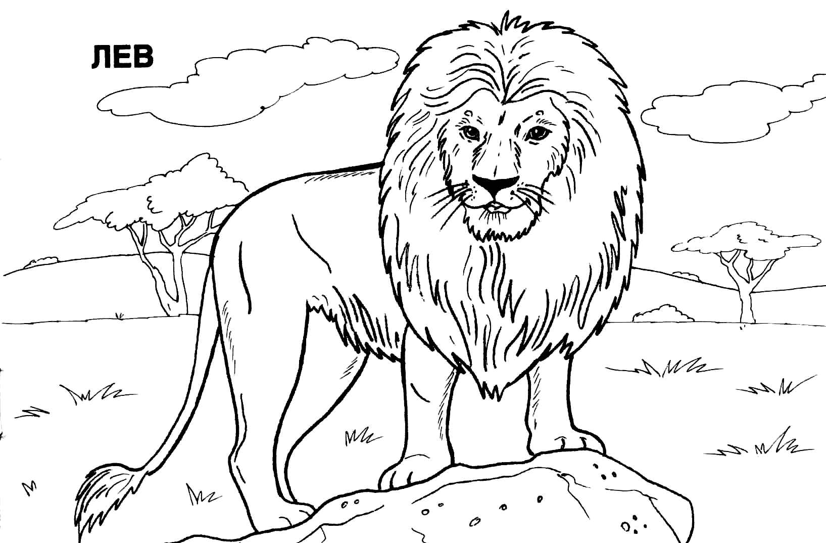 раскраски лев