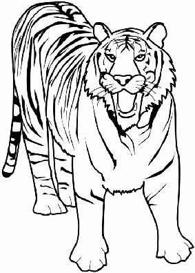 раскраски тигр